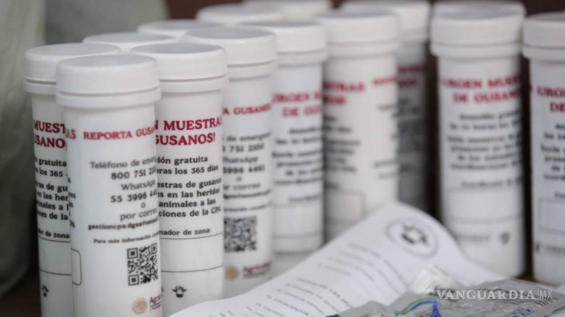 $!El sector ganadero y autoridades están reforzando las acciones para evitar que el gusano barrenador se presente en la localidad.