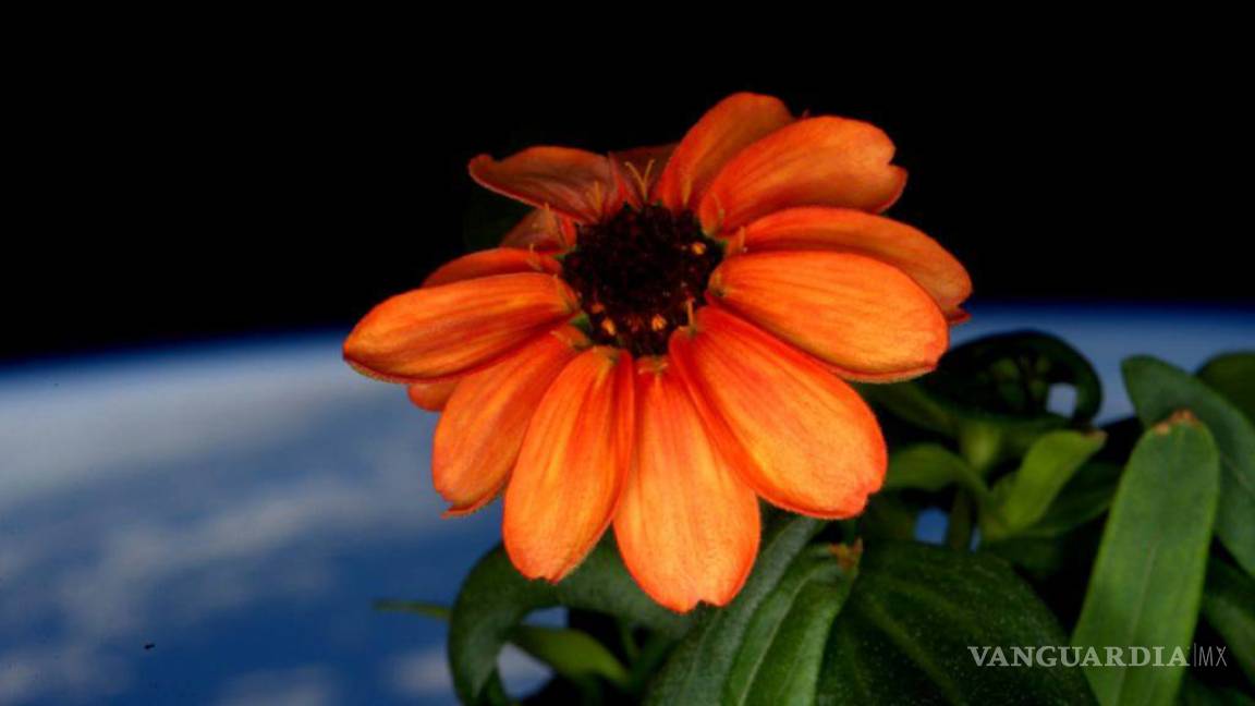Florece una zinnia en la Estación Espacial Internacional