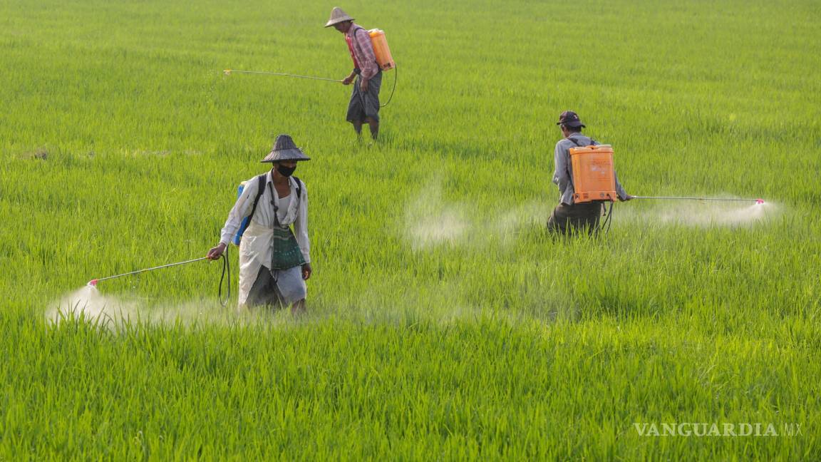 $!El futuro de la agricultura está entre los robots y la biotecnología