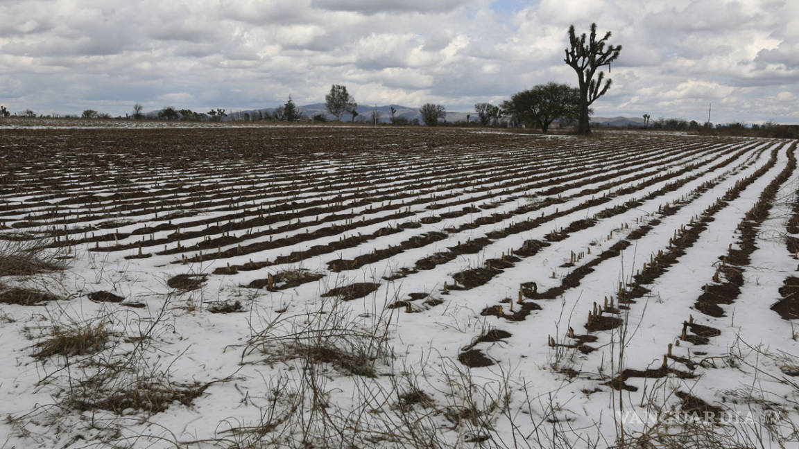 Reportan daños en cultivos por clima en Michoacán