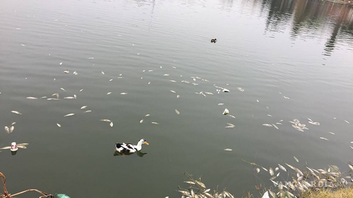 $!Mueren cientos de peces en lago de la Ciudad Deportiva de Saltillo