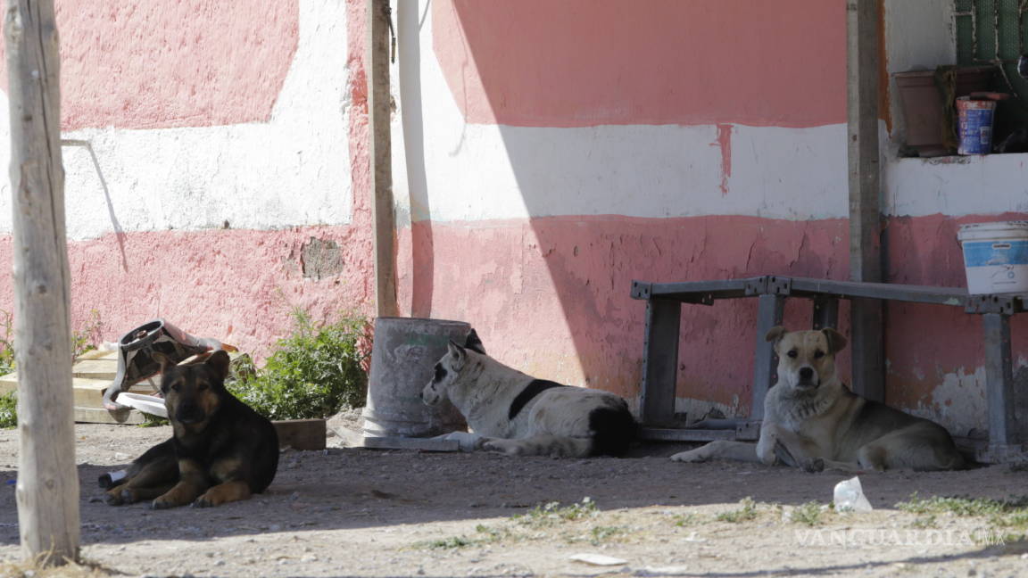 Convierten saltillenses en tiradero de mascotas al ejido San Juan de la Vaquería