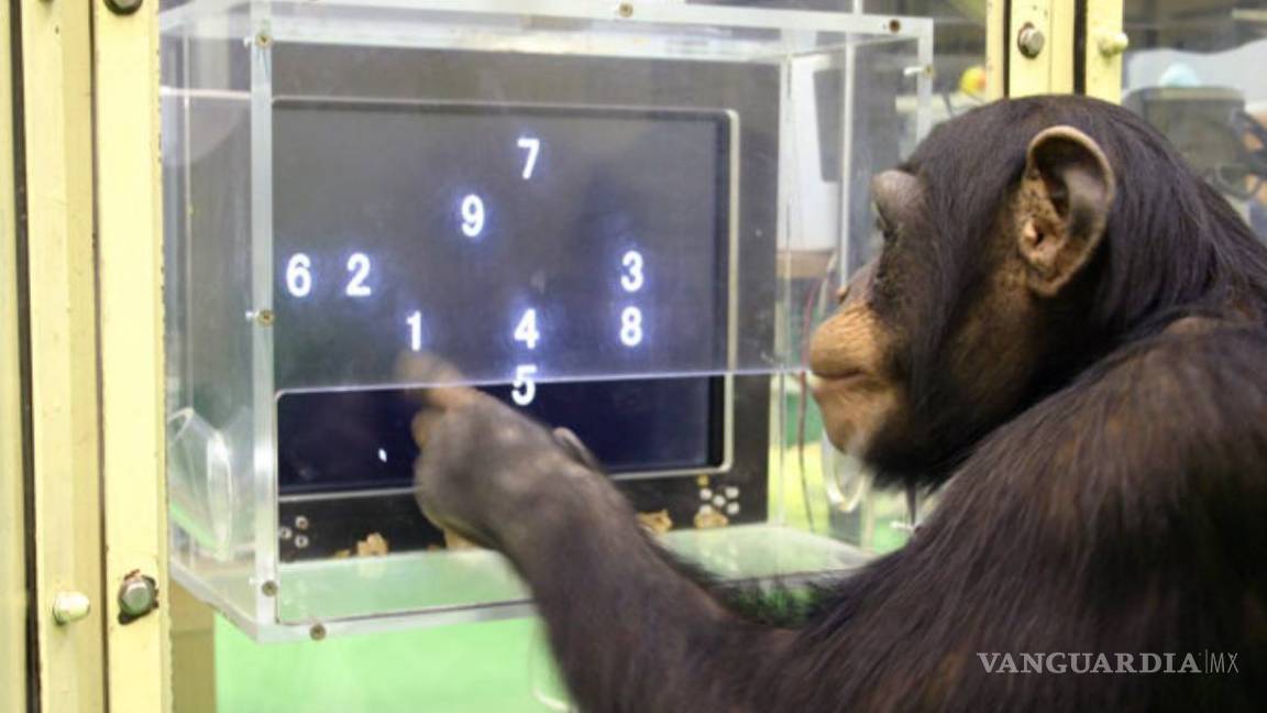 Pone fin en EU al uso de chimpancés para investigación médica