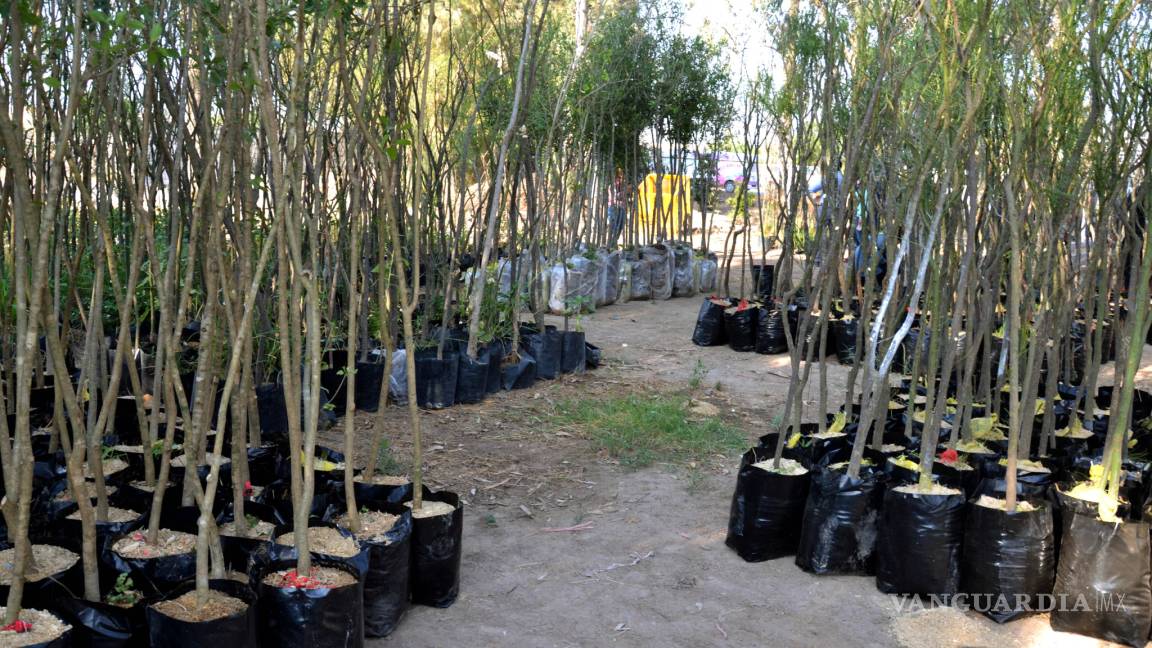 Medio Ambiente de Torreón adquiere cuatro mil árboles de diferentes especies