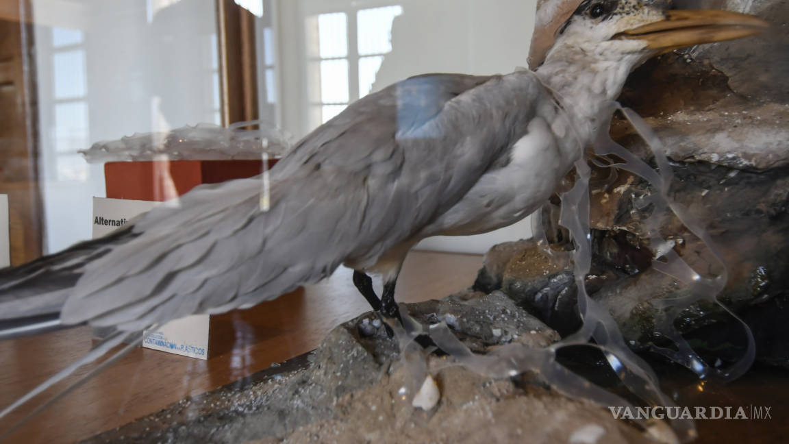 Museo de las Aves de Saltillo, inaugura exposición que muestra las consecuencias que estos animales padecen por la basura