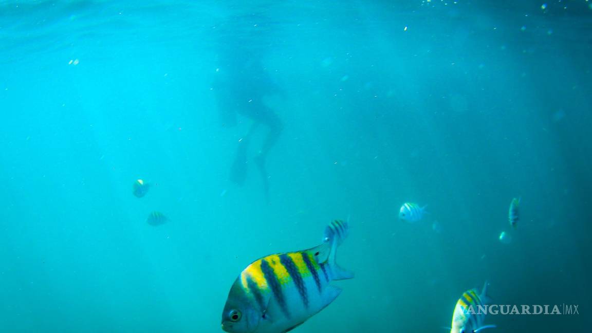 $!Según Greenpeace, el avance de la minería submarina podría constituir una de las nuevas y más extensas amenazas para los ecosistemas marinos del planeta.