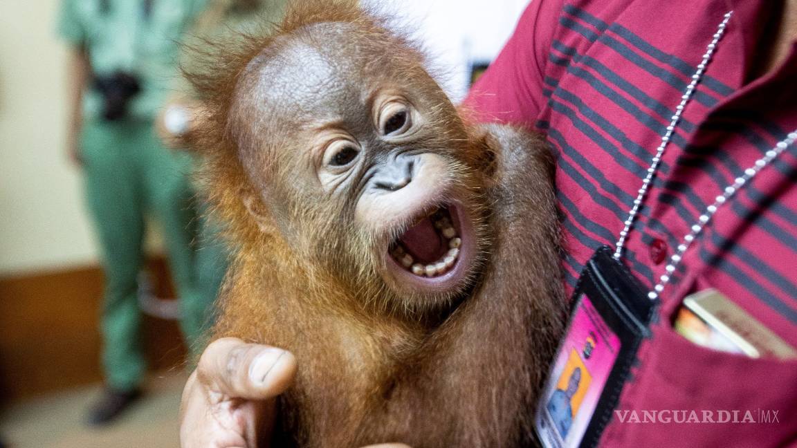 $!¡Increible!, policía de indonesia descubre una cría de orangután en una maleta en el aeropuerto de Bali