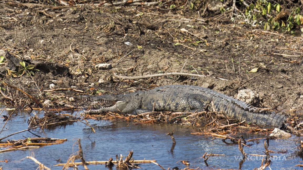 $!“Tala en Tajamar deja un gran daño ambiental”: expertos