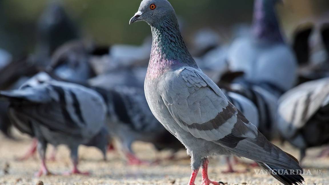 Detectan en Torreón viruela aviar en palomas