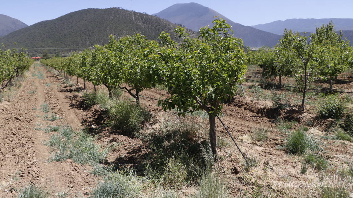Buscan declara zona de emergencia a Arteaga por heladas que afectaron producción de manzana