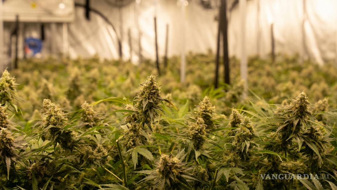 $!Poco a poco la industria legal de la cannabis se ha ido asentando en el mundo y en México.