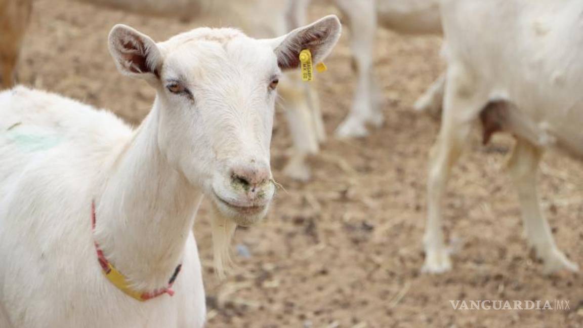 $!En el sur de Nuevo León se concentra el 60 por ciento de toda la producción caprina de la entidad, compartió el gobierno estatal.