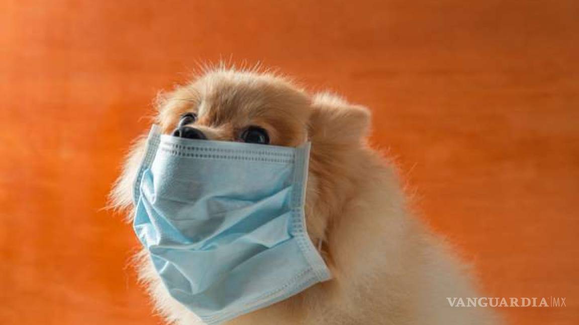 Perros y gatos no contagian coronavirus, insiste la OMS