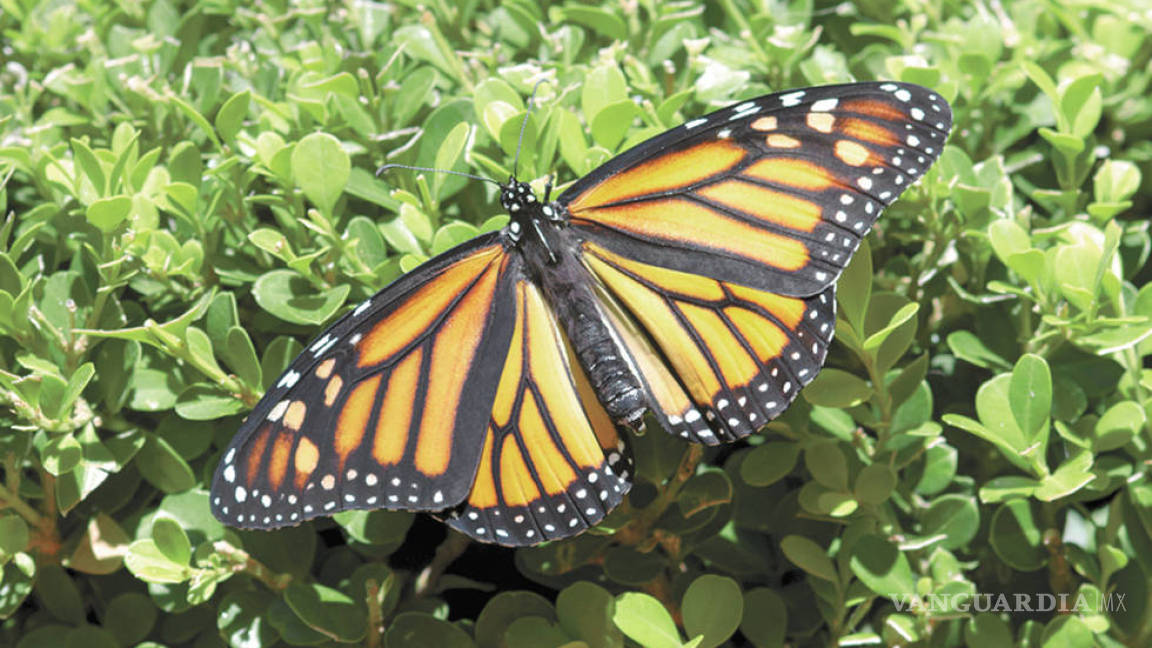 Crean Santuario de la mariposa monarca en Parque Las Maravillas, un hábitat de protección en Saltillo