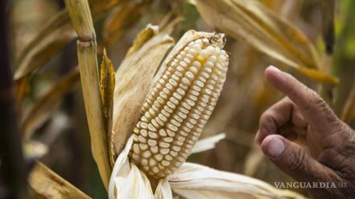 $!Universidades y empresas de EU se piratean el maíz oaxaqueño, dicen que lo 'descubrieron'