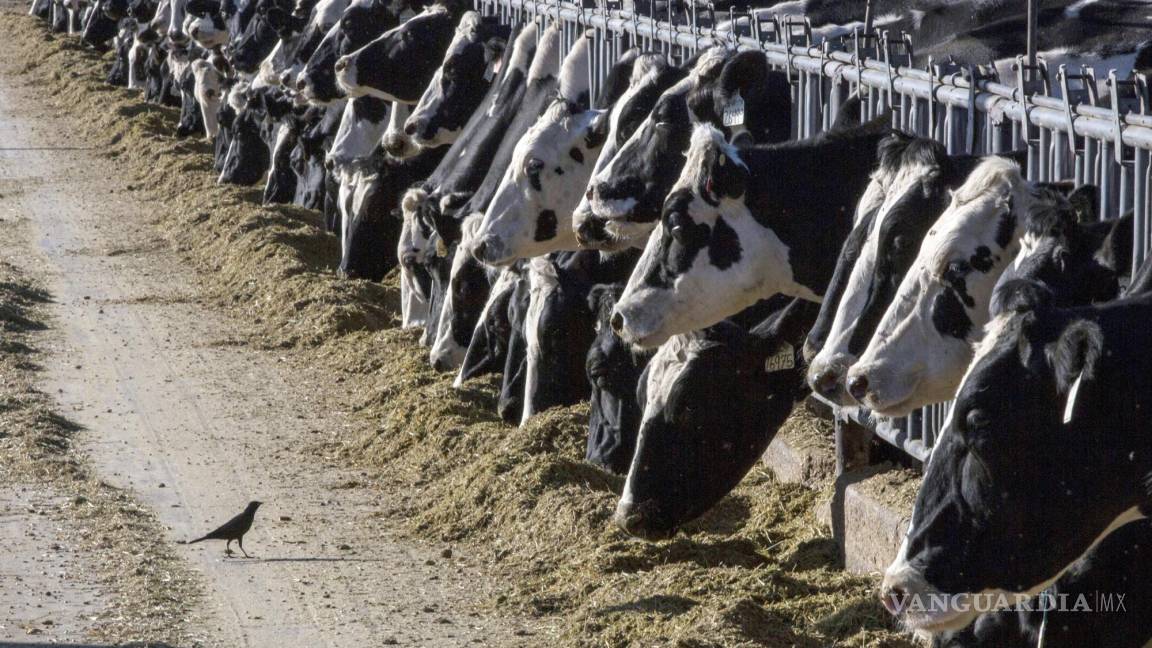 Gripe aviar en Texas: una persona se infecta tras contacto con ganado