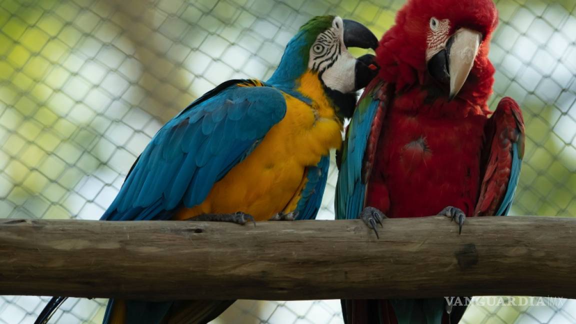 $!Ultima guacamaya salvaje de Río de Janeiro está sola y busca el amor