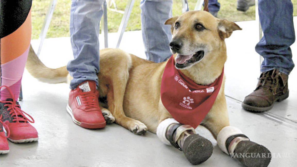 Visita Saltillo 'Pay de Limón', perro con el que los Zetas practicaban la tortura