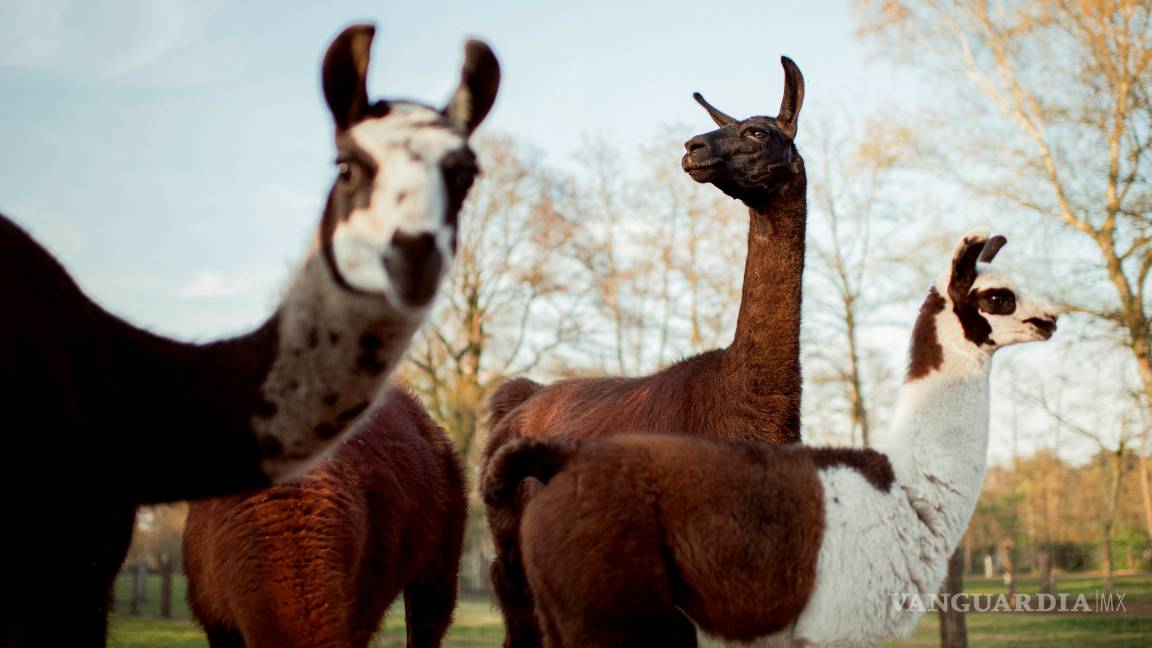 $!Descubren que los anticuerpos de las llamas neutralizan al COVID-19