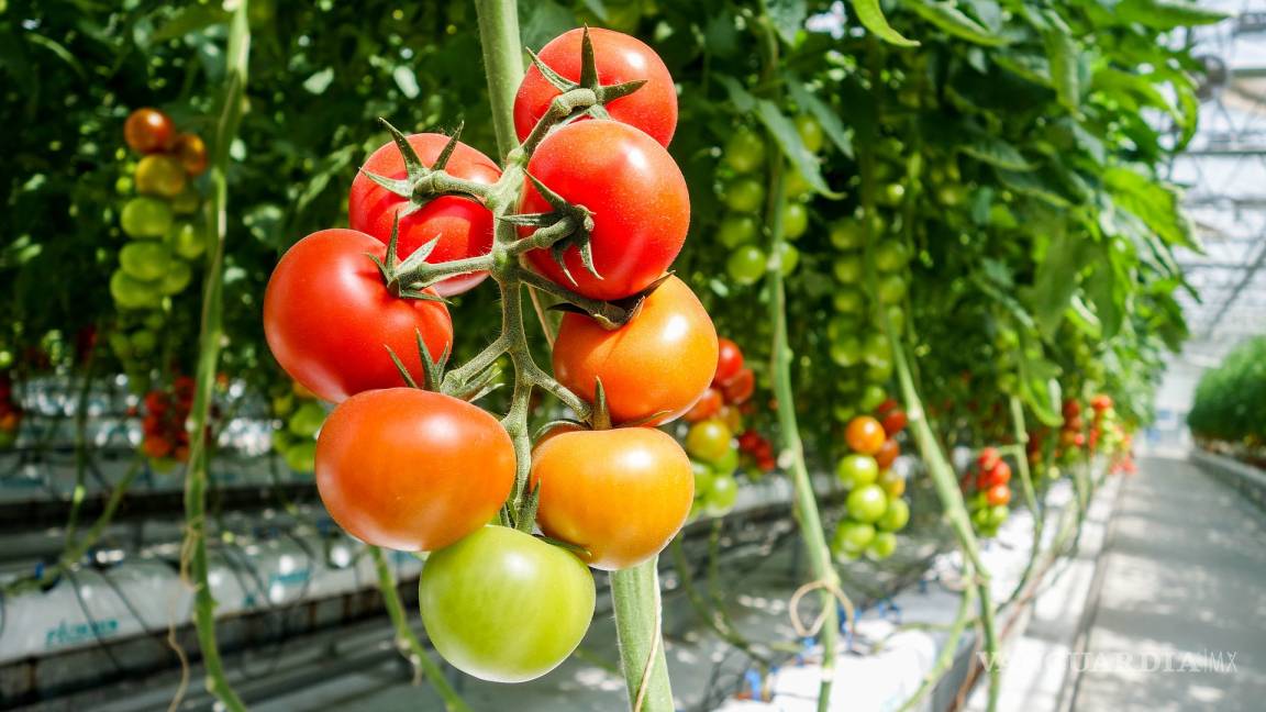 Tomateros de Sonora buscan vender su producción en el mercado local