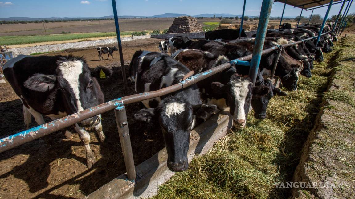 Secretaría de Economía ha ocultado acuerdos del TLCAN, denuncian productores de leche