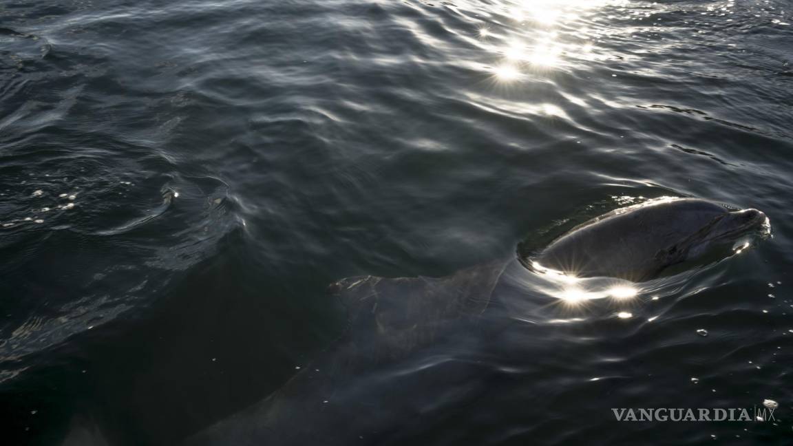 ¿Qué tan ubicuos son los microplásticos? Los delfines los exhalan