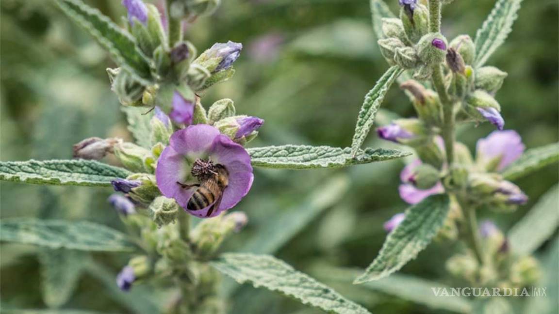 Monsanto y PROCCyT hacen precisiones al texto 'No hay vida sin abejas'