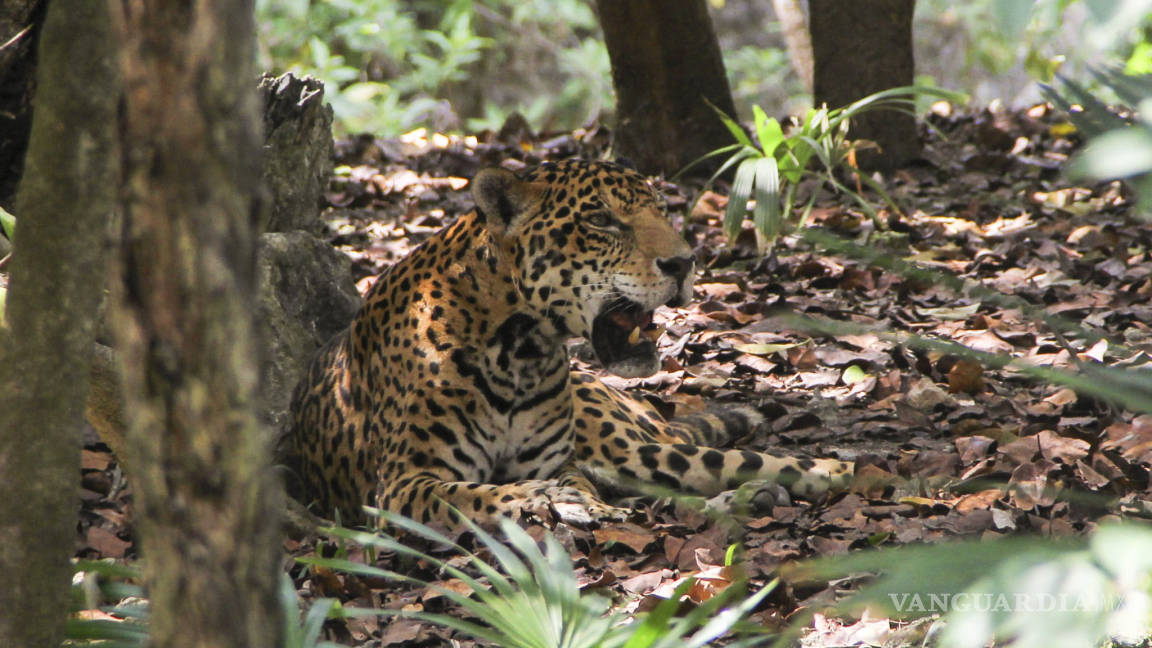 Lidera México la estrategia en la conservación del jaguar