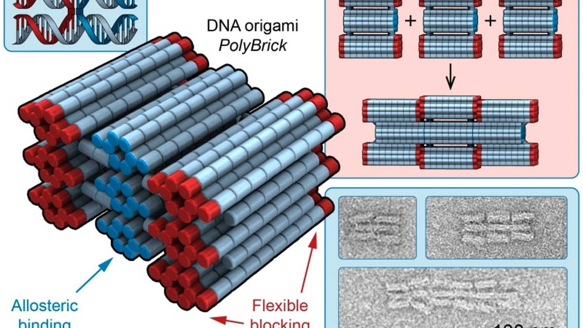 $!Nanobots, robots de ADN que permitirán curar heridas, desobstruir arterias y administrar medicamentos