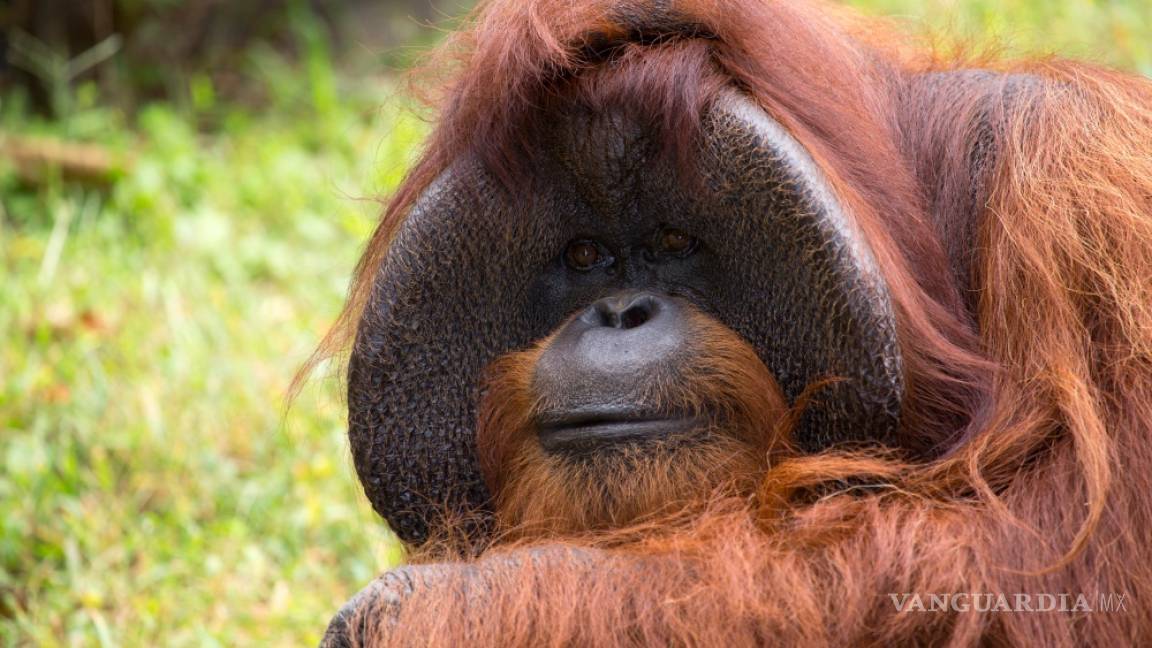 Fallece Chantek, el famoso orangután que se comunicaba por señas