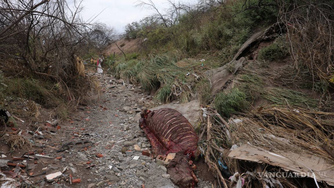 $!El cuerpo de un caballo apareció flotando en el cauce del arroyo, luego de ser arrastrado por la corriente junto con otro equino que logró salvarse.