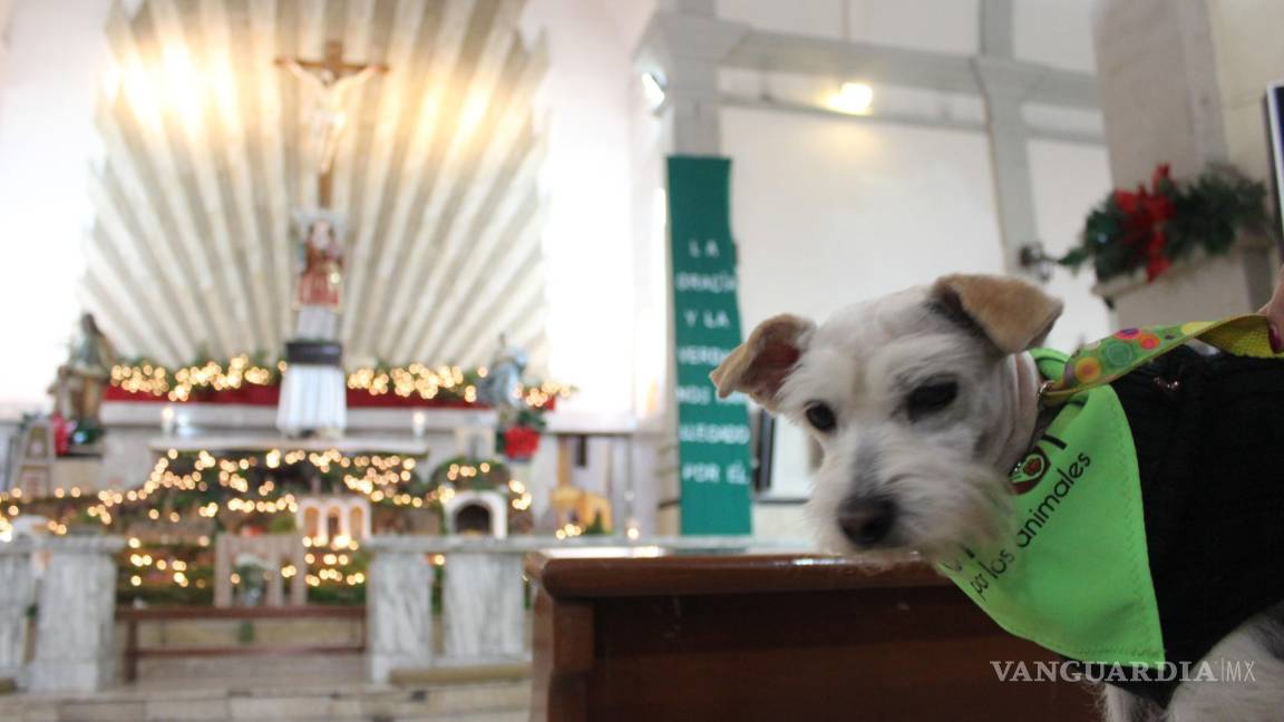 Celebran a San Antonio Abad llevando a mascotas a iglesia en Saltillo