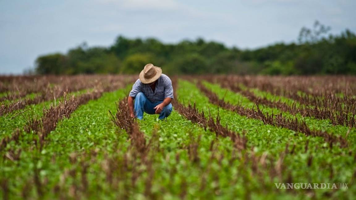 Menos dinero al campo, Secretaría de Agricultura sufrirá recorte de casi $7 mil millones