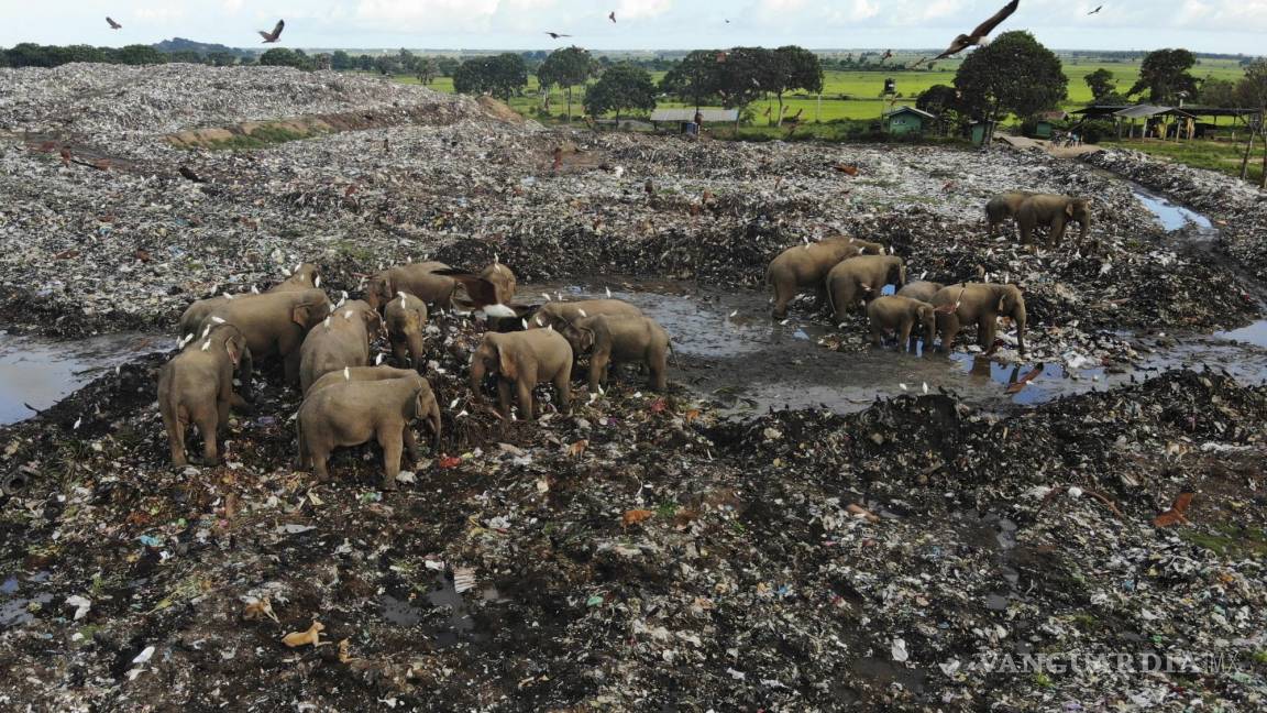 $!Elefantes salvajes buscan comida en un vertedero en la aldea de Pallakkadu en el distrito de Ampara, a unos 210 kilómetros al este de la capital, Colombo, Sri Lanka.