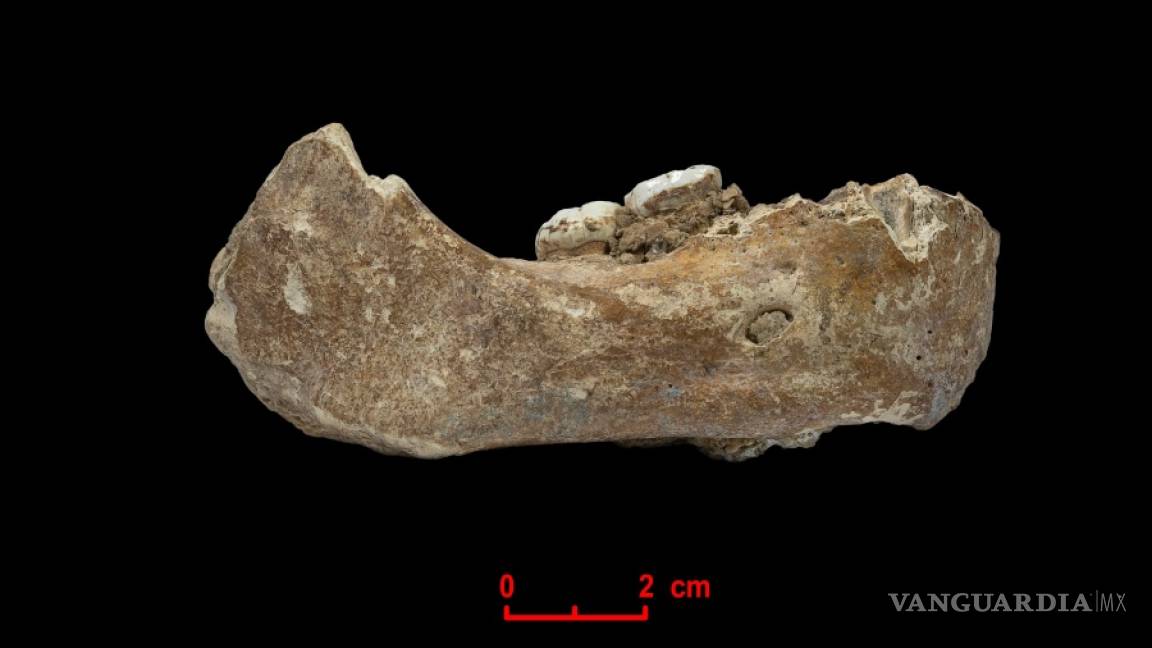 Fósil chino nos da información sobre el misterioso pariente de los neandertales