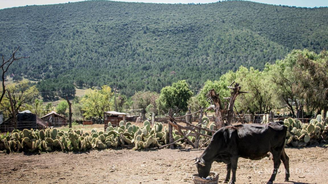 Sierra Zapalinamé: el 'pulmón de Saltillo' cumple 20 años como Área Natural Protegida