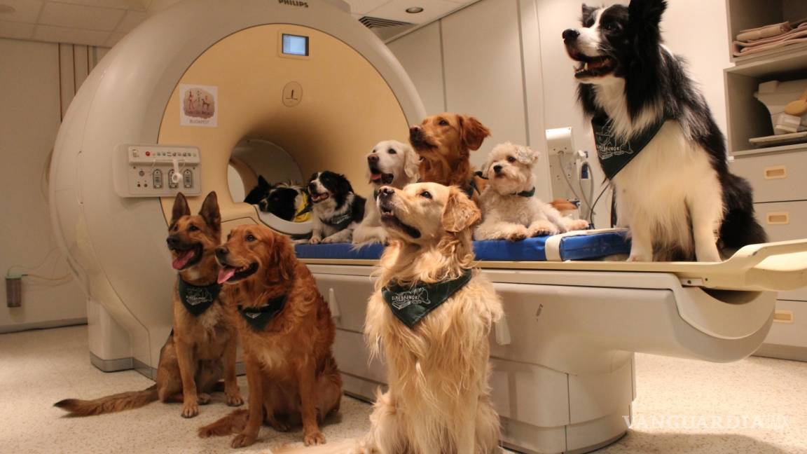 Su perro realmente sabe lo que está diciendo, y un escáner cerebral muestra cómo