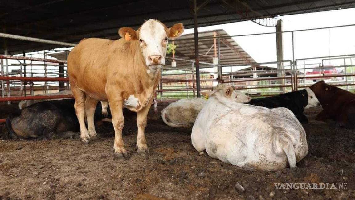 Anuncian ganaderos de Acuña preparativos para Séptima Edición de la Expo Ganadera