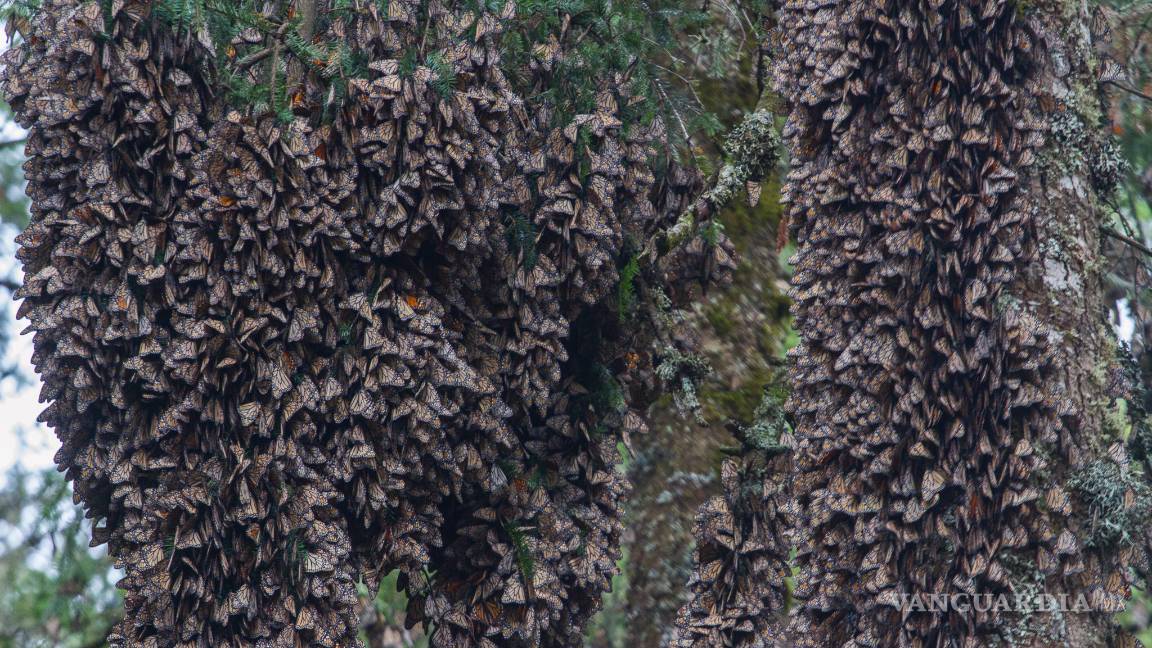 $!Grupo México busca explotar mina en reserva de la monarca; EU pide a EPN detenerlo