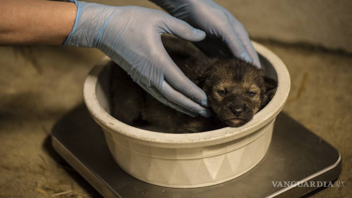 El zoológico Lincoln Park en Chicago tiene nuevos huéspedes, cuatro cachorros de lobo pelirrojo