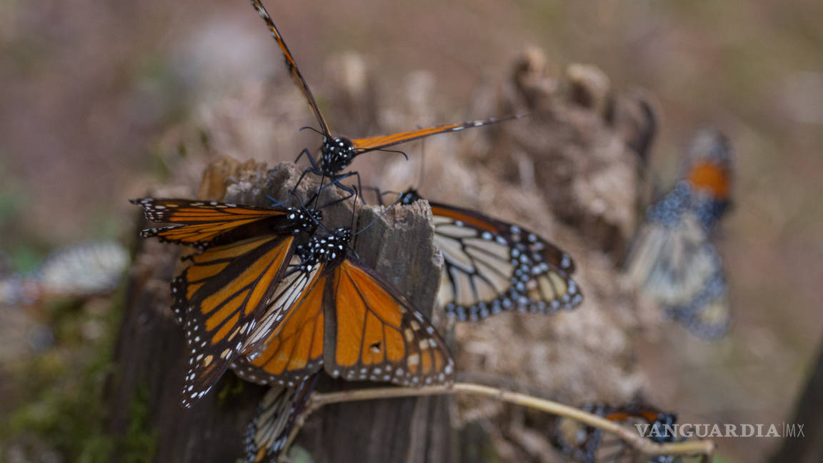 Transgénicos amenazan la existencia de la mariposa monarca