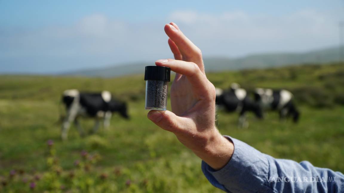 Vacas son alimentadas con algas para reducir el impacto medioambiental del gas metano
