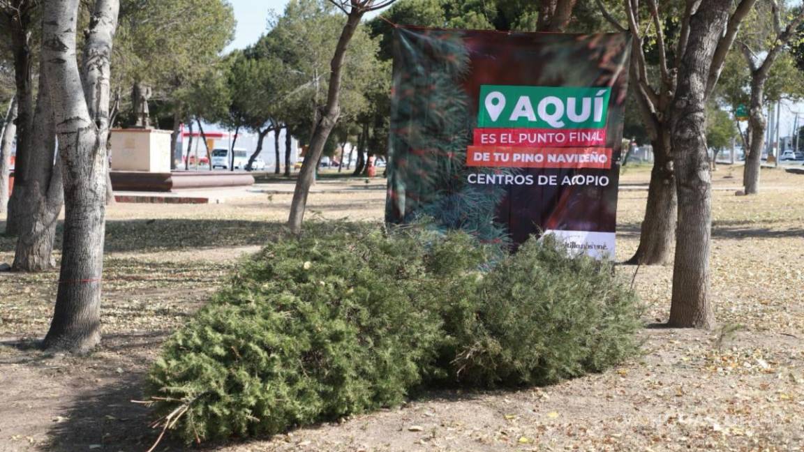 Hablitan en Saltillo 11 centros de acopio para reciclar pinos navideños naturales