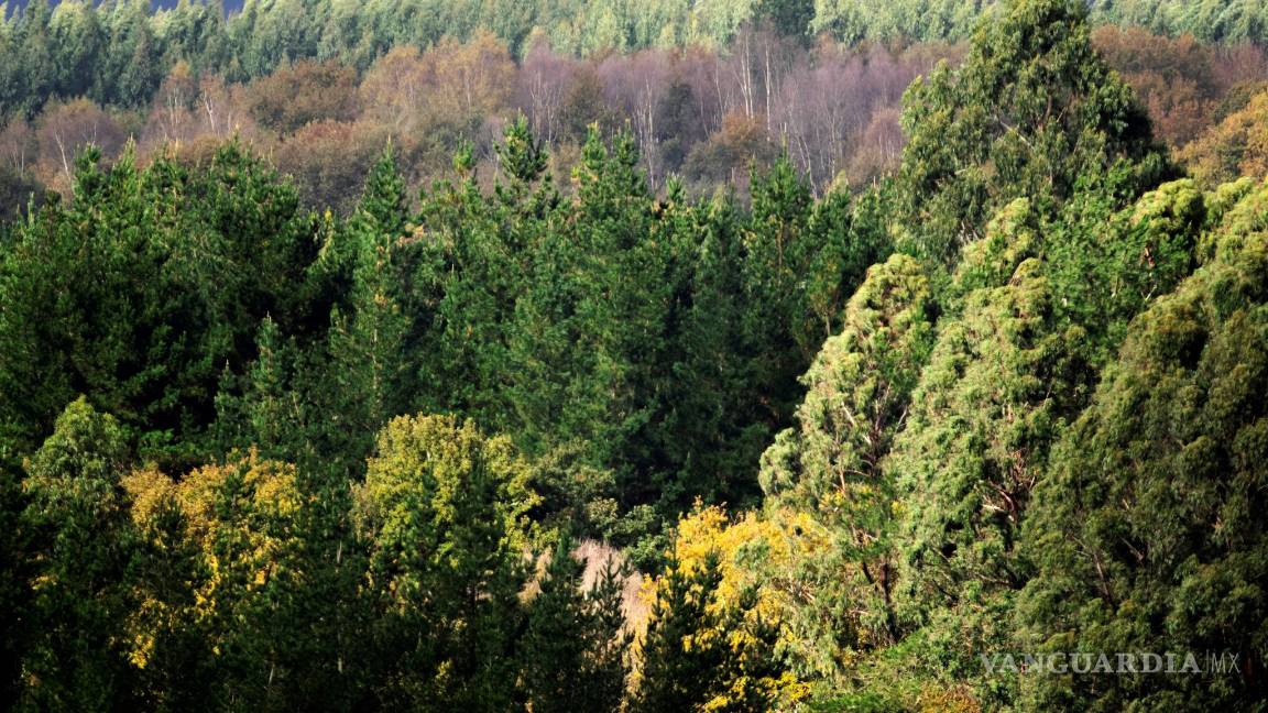 $!Amenaza crisis climática a especies en peligro