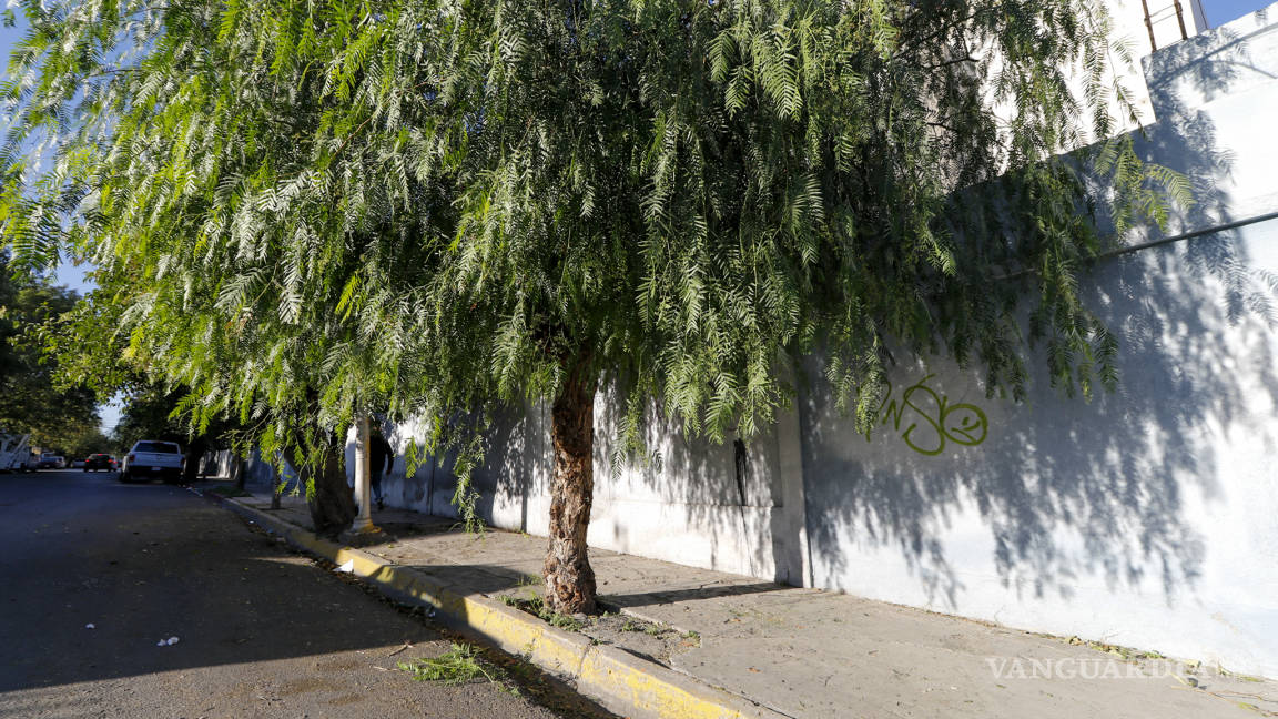 $!Joven se cuelga en árbol en calle de colonia República Oriente en Saltillo; es el suicidio numero 103