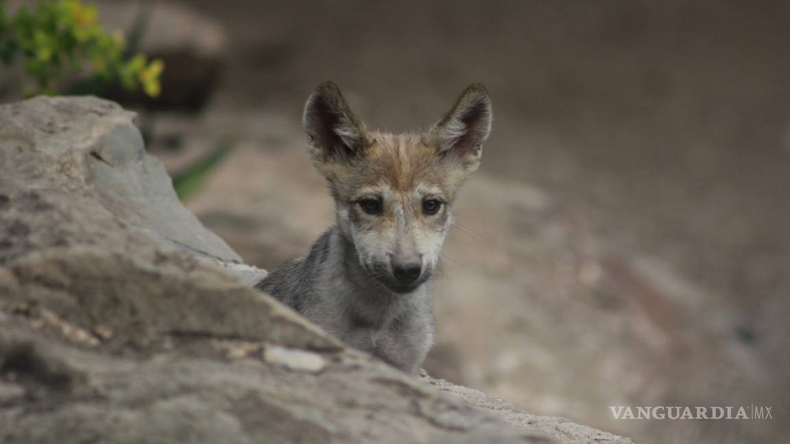 $!Nacen cinco lobeznos en el Museo del Desierto