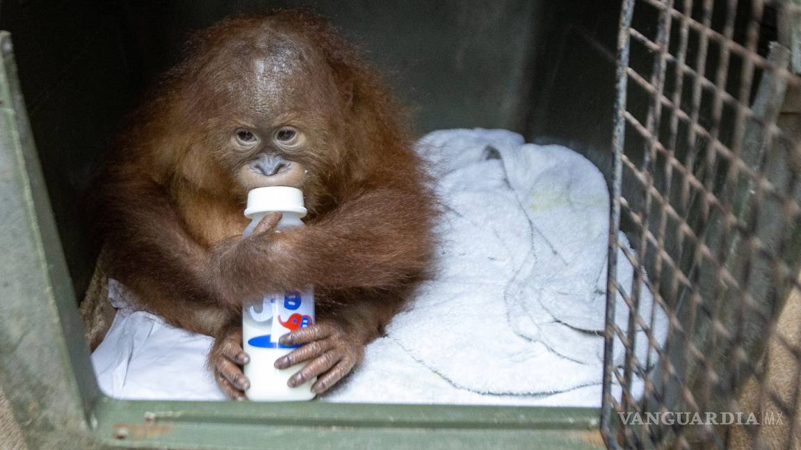 $!¡Increible!, policía de indonesia descubre una cría de orangután en una maleta en el aeropuerto de Bali
