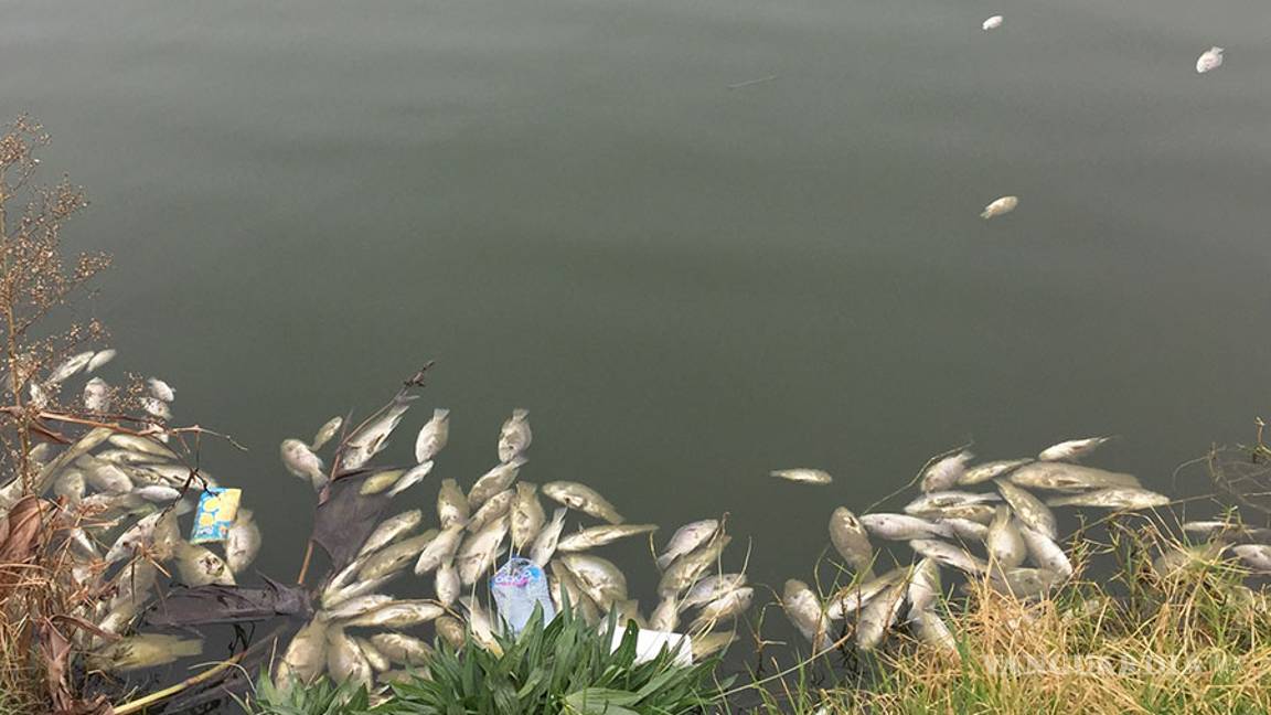 $!Mueren cientos de peces en lago de la Ciudad Deportiva de Saltillo