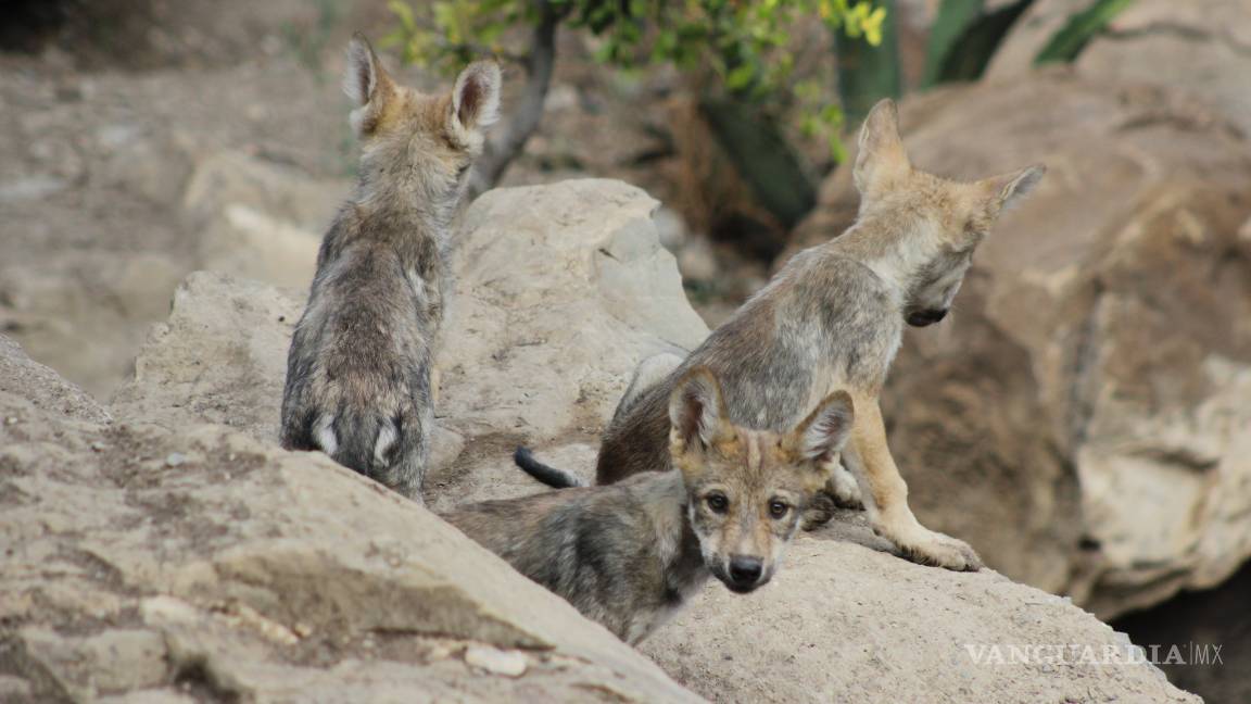 $!Nacen cinco lobeznos en el Museo del Desierto