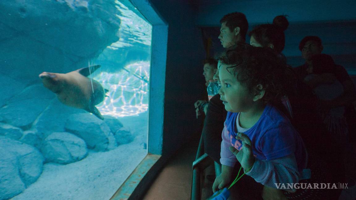 $!Zoológico de Chapultepec cumple 92 años